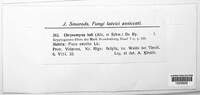 Chrysomyxa ledi image